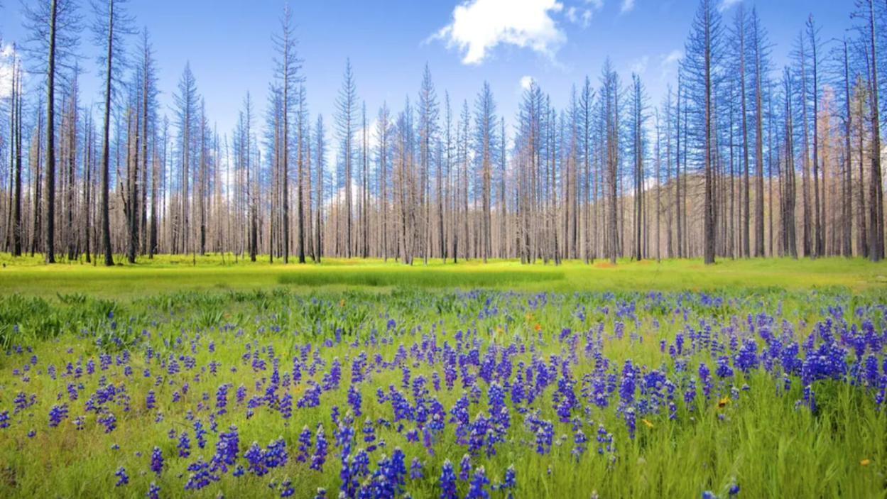 New Luxury Lake House In Pine Mountain Lake Close To Yosemite! Perfect For All Seasons! Great For Retreats, Getaways, Celebrations, And More! Groveland Eksteriør bilde